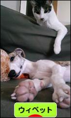 にほんブログ村 犬ブログ ウィペットへ