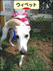 にほんブログ村 犬ブログ ウィペットへ
