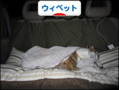 にほんブログ村 犬ブログ ウィペットへ