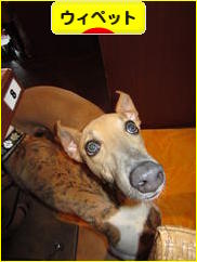 にほんブログ村 犬ブログ ウィペットへ