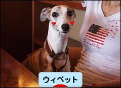 にほんブログ村 犬ブログ ウィペットへ