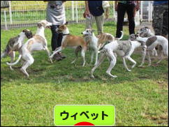 にほんブログ村 犬ブログ ウィペットへ