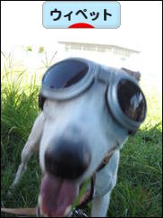 にほんブログ村 犬ブログ ウィペットへ