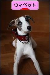 にほんブログ村 犬ブログ ウィペットへ