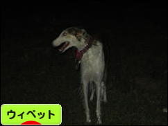 にほんブログ村 犬ブログ ウィペットへ