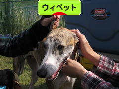 にほんブログ村 犬ブログ ウィペットへ