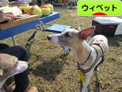 にほんブログ村 犬ブログ ウィペットへ