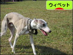 にほんブログ村 犬ブログ ウィペットへ
