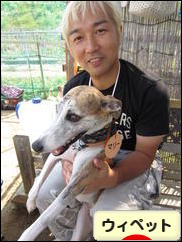 にほんブログ村 犬ブログ ウィペットへ