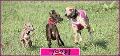 にほんブログ村 犬ブログ ウィペットへ