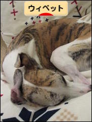 にほんブログ村 犬ブログ ウィペットへ