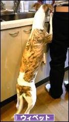 にほんブログ村 犬ブログ ウィペットへ