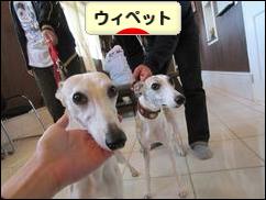 にほんブログ村 犬ブログ ウィペットへ