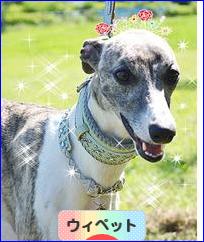 にほんブログ村 犬ブログ ウィペットへ