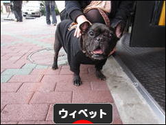 にほんブログ村 犬ブログ ウィペットへ