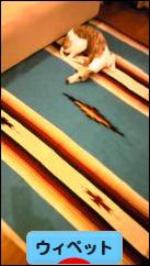 にほんブログ村 犬ブログ ウィペットへ