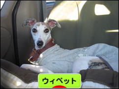 にほんブログ村 犬ブログ ウィペットへ