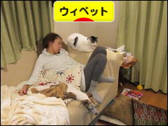 にほんブログ村 犬ブログ ウィペットへ