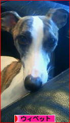 にほんブログ村 犬ブログ ウィペットへ