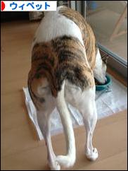 にほんブログ村 犬ブログ ウィペットへ