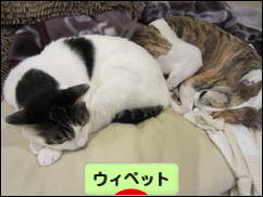 にほんブログ村 犬ブログ ウィペットへ