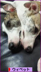 にほんブログ村 犬ブログ ウィペットへ