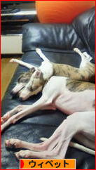 にほんブログ村 犬ブログ ウィペットへ