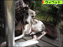 にほんブログ村 犬ブログ ウィペットへ