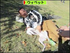 にほんブログ村 犬ブログ ウィペットへ