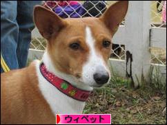 にほんブログ村 犬ブログ ウィペットへ