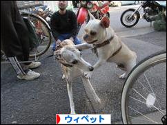 にほんブログ村 犬ブログ ウィペットへ