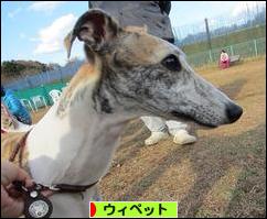 にほんブログ村 犬ブログ ウィペットへ