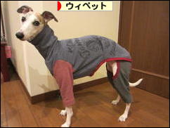 にほんブログ村 犬ブログ ウィペットへ