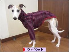 にほんブログ村 犬ブログ ウィペットへ