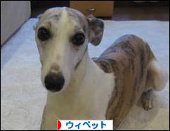 にほんブログ村 犬ブログ ウィペットへ