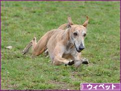 にほんブログ村 犬ブログ ウィペットへ