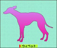 にほんブログ村 犬ブログ ウィペットへ