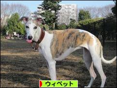 にほんブログ村 犬ブログ ウィペットへ