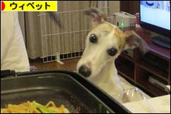 にほんブログ村 犬ブログ ウィペットへ