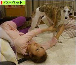 にほんブログ村 犬ブログ ウィペットへ