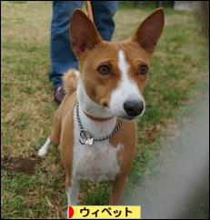 にほんブログ村 犬ブログ ウィペットへ