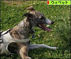 にほんブログ村 犬ブログ ウィペットへ
