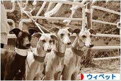 にほんブログ村 犬ブログ ウィペットへ
