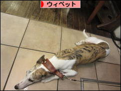 にほんブログ村 犬ブログ ウィペットへ
