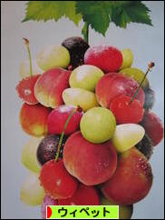 にほんブログ村 犬ブログ ウィペットへ