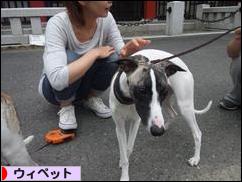 にほんブログ村 犬ブログ ウィペットへ