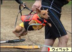 にほんブログ村 犬ブログ ウィペットへ