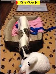 にほんブログ村 犬ブログ ウィペットへ
