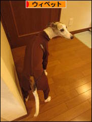 にほんブログ村 犬ブログ ウィペットへ
