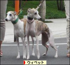 にほんブログ村 犬ブログ ウィペットへ